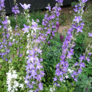 Campanula Pyramidalis mix