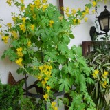 Canary creeper-Tropaeolum peregrinum