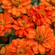Carciumareasa Profusion double Orange - Img 2