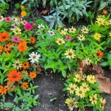 Carciumareasa Profusion mix