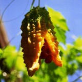 Castravete amar-Momordica charantia