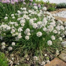 Ceapă de tuns-Chives - Img 5