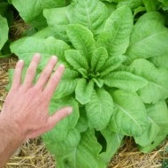 Celtuce-Lactuca sativa var.Augustana - Img 2
