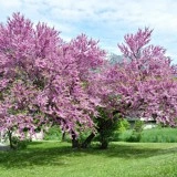 Cercis siliquastrum-Arborele Iudei - Img 5