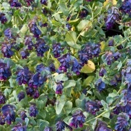 Cerinthe major purpurascens - Img 2
