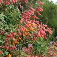 Chilean Glory Vine-Eccremocarpus Scaber - Img 2