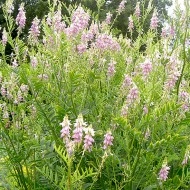 Ciumărea-Galega officinalis - Img 3