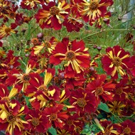 Coreopsis tinctoria Roulette