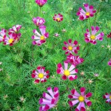 Cosmos Pied Piper Red