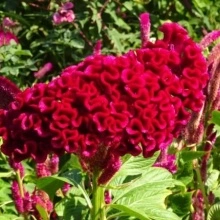 Creasta cocosului batuta-Celosia Argentea Cristata Red King