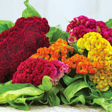 Creasta cocosului batuta mix-Celosia Argentea Cristata Nana