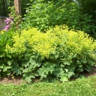Creţişoara-Alchemilla Vulgaris