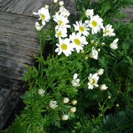 Crizantema sălbatică-Tanacetum cinerariifolium
