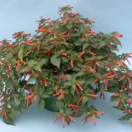 Cuphea ignea - Img 2