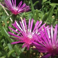Delosperma Cooperi-Floarea de cristal