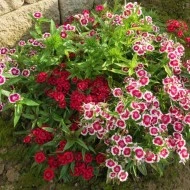Dianthus barbatus-Garoafa turceasca - Img 4