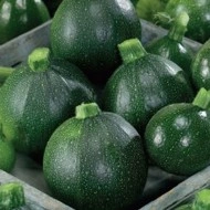 Dovlecel zucchini Piacenza Round Dark - Img 4