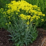 Drobusor-Isatis Tinctoria - Img 1