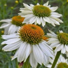 Echinacea Pow Wow White