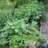 Fasole pitica fideluta verde - Img 3