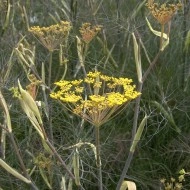 Fenicul Purpureum-Bronze fennel - Img 5