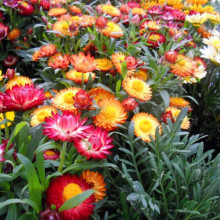 Flori de pai-Helichrysum bracteatum mix