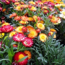 Flori de pai-Helichrysum bracteatum mix - Img 2