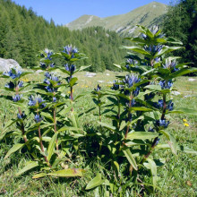 Gentiana Cruciata
