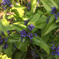 Gentiana Dahurica