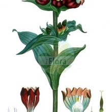 Gentiana Purpurea - Img 2