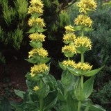 Ghintura-Gentiana lutea