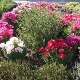 Godetia grandiflora