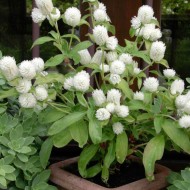 Gomphrena-Gomphrena globosa mix