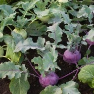 Gulie Purple - Img 3