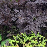 Hasmatuchi purple-Anthriscus Sylvestris RavensWing
