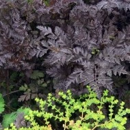 Hasmatuchi purple-Anthriscus Sylvestris RavensWing - Img 2