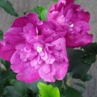 Hibiscus Syriacus Sanchoyo