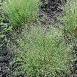 Iarba decorativa Agrostis nebulosa - Img 3