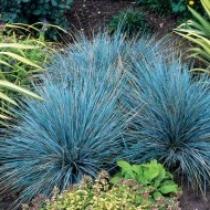 Iarba decorativa Festuca glauca