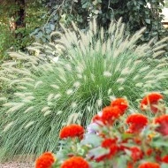 Iarba decorativa-Pennisetum alopecuroides hameln