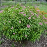 Iarba fluturilor-Asclepias incarnata - Img 3