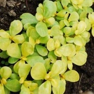 Iarba grasă-Portulaca oleracea Golden