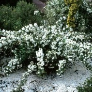 Iasomie batuta-Philadelphus Snowbelle - Img 2