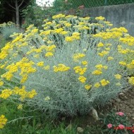 Imortela-Helichrysum italicum