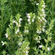 Isop alb-Hyssopus officinalis - Img 2