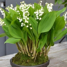 Lacramioara-Convallaria majalis - Img 3