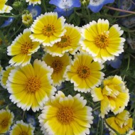 Layia Platyglossa