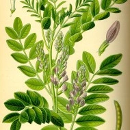 Lemn Dulce-Glycyrrhiza Glabra - Img 3