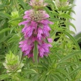 Lemon beebalm-Monarda citriodora - Img 2