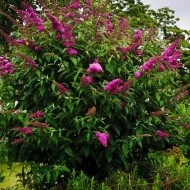 Liliac de vara-Buddleja Davidii Royal Red - Img 3